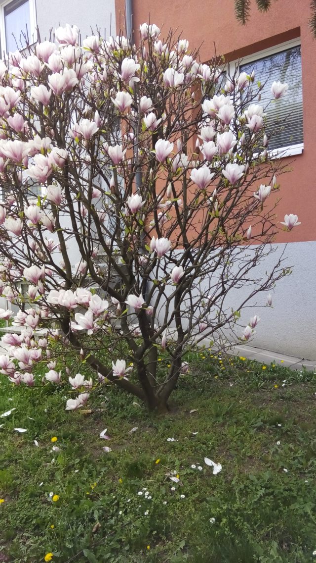 IMG_20160407_160630.jpg image