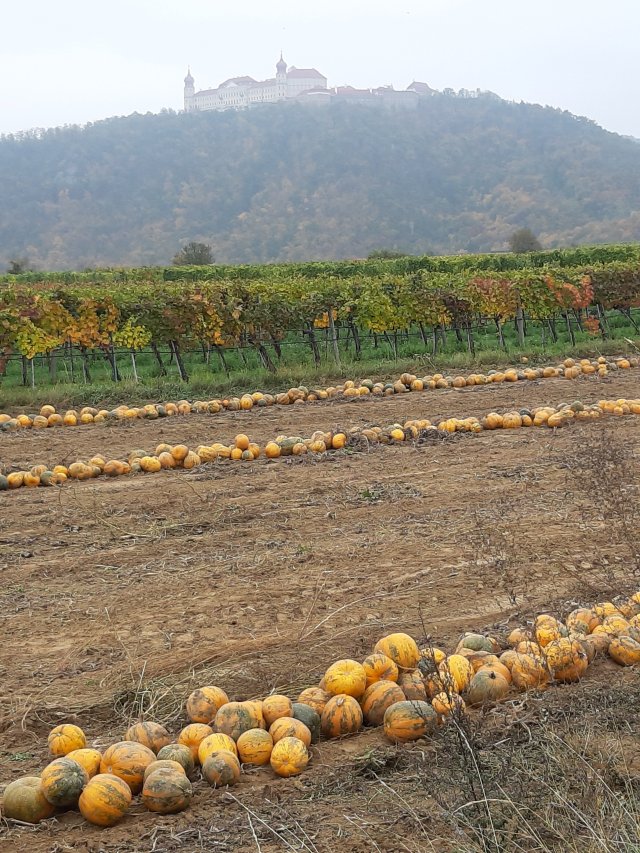 Des courges, un monastère