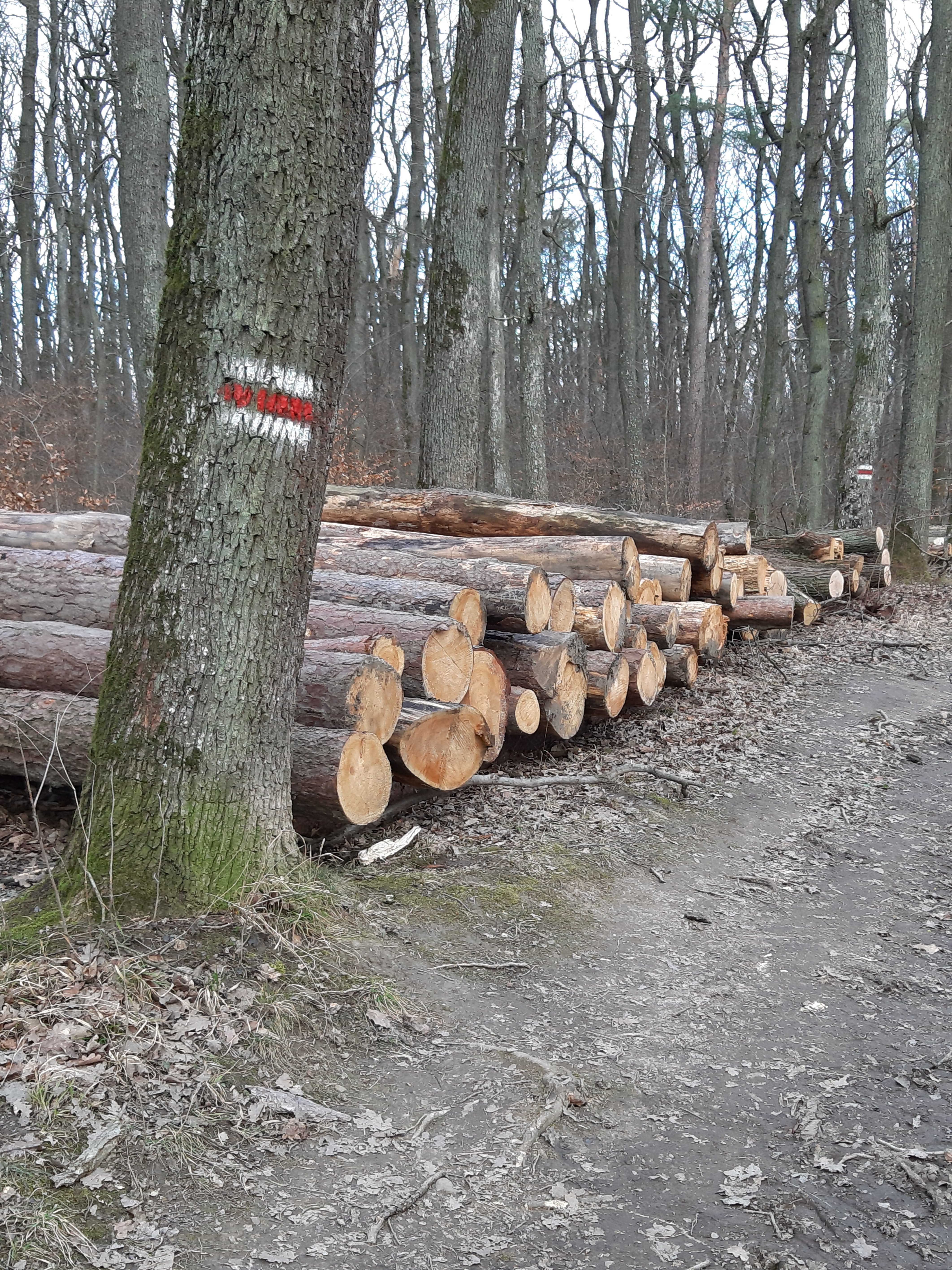Des arbres dans la forêt viennoise.jpg